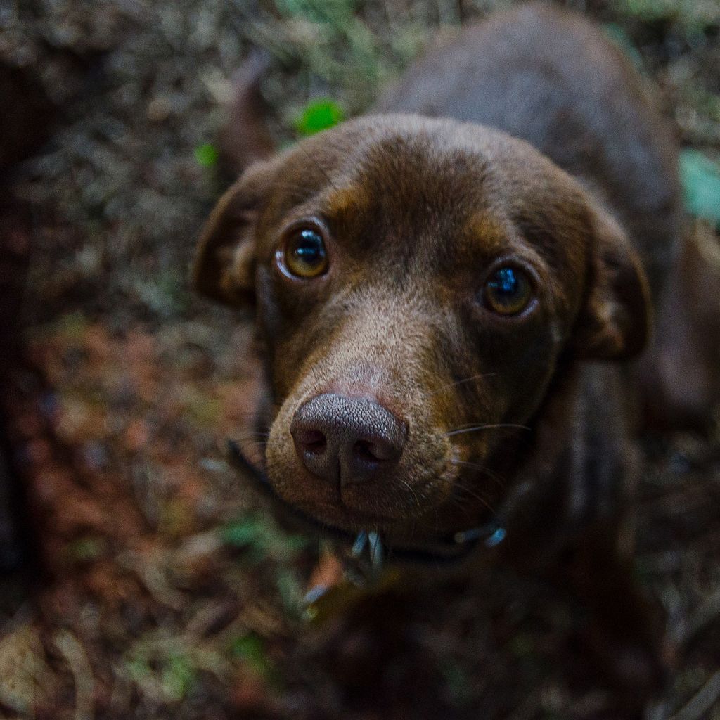 Activ4V's tweet photo. Good boy!
.
.
.
#dogportrait #dogaltas #dogslife #doggram #doggrooming #dogmodel #dogstyle #dogfilter #dogsofnyc #dogbeach #dogdaily #dogsandpals #dogsofaustralia #dogsarethebest #dogcollar #dogsofinstagram #puppiesforall #inspiredbypets #lovepuppies #ilovemydog #puppysketch https://t.co/HOcX0GH7ln