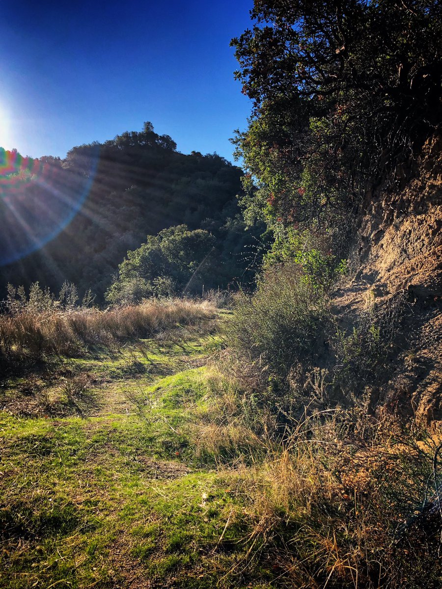 gen3ticfreak's tweet image. Closing week 5 of Nine Trails training Took a trip to the lesser travelled Silver Fish Cyn in @Angeles_NF Last three weeks have been 60+ mi each Most consistent of the entire year #9T #runinrabbit #RADrabbit #ninetrails #rabbitTrail