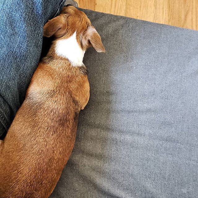 doug_picirillo's tweet image. Juno and me
.
.
#dogsofinstagram #pintsize #compactcompanion bit.ly/2CGQ60Q