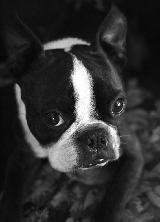 CdrIvanova's tweet photo. Always in my heart, my dear, dear Philo. #BT5eva #bostonterriers #heartisbreaking #lovedforever https://t.co/CxxMwiNpRi