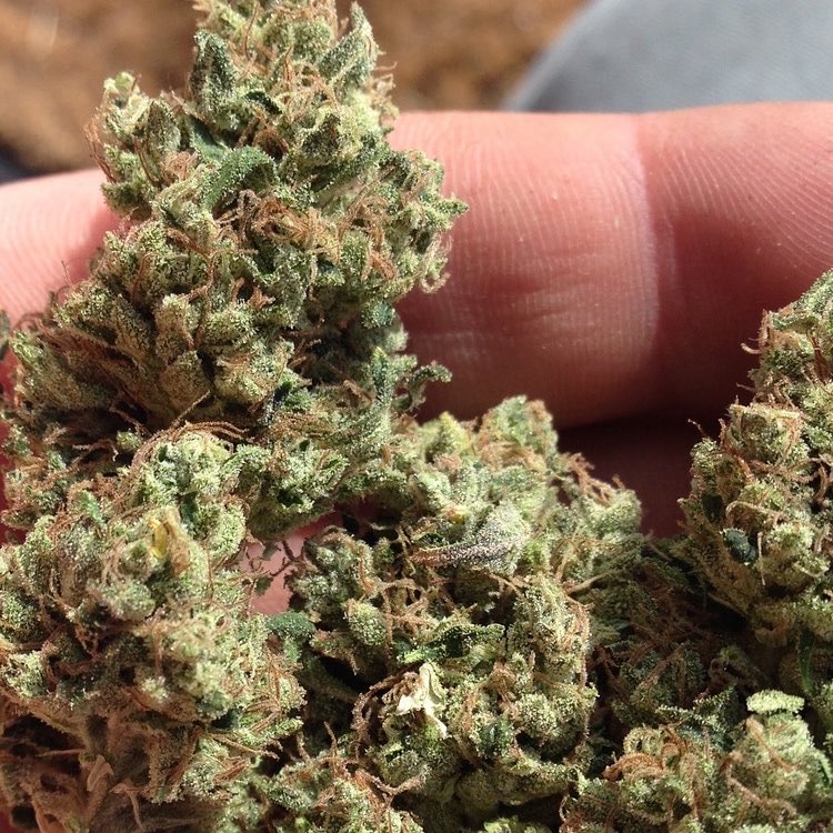 Sunday always be party all day on no deliveries so it’s our day to roll some shits too.DM is for deliveries from Monday