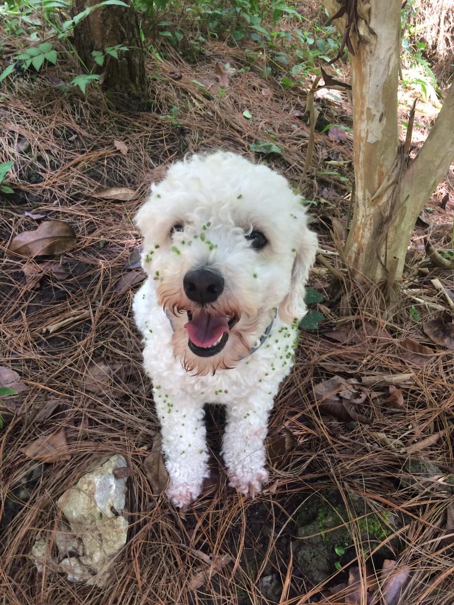 corazon_bosque's tweet photo. A #CorazonDelBosque puedes venir con tu chucho. Disfrutan la naturaleza tanto como tu! #PetFriendly 🐕 🐶 💚 https://t.co/7NNOEBz9ec