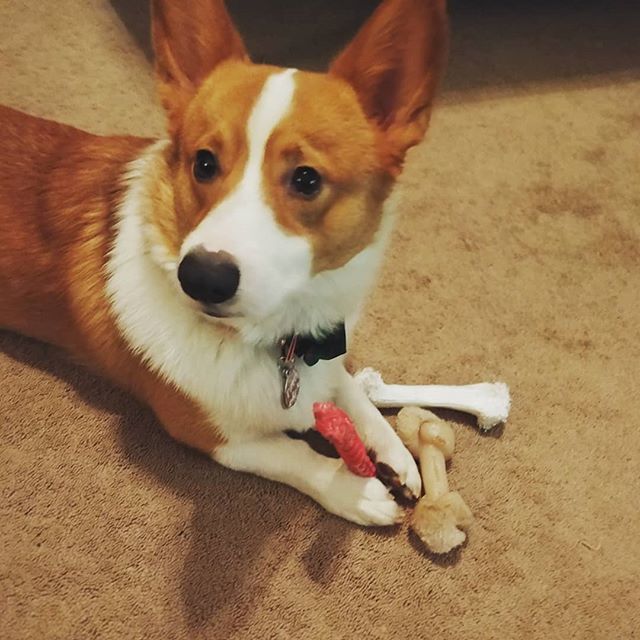 foolofapup's tweet photo. What?? I'm supposed to share these??
~
~
#corgi #cutest #floof #aww #goodboy #bestdog #dailydog #dailycorgi #dailyfluff #cute #dogoftheday #dogphotography #favoritetoy #notsharing #mine #perrito #lindo #littlelegs #sunday #sundayfunday #corgigram #corgic… https://t.co/ULtwlcaIvg https://t.co/ksLUlP10Vh