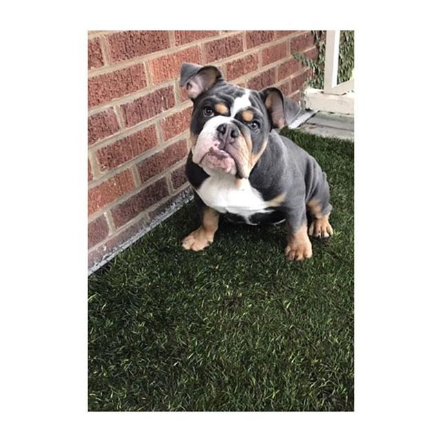 FreshPatch's tweet image. Frida, reflecting from her patch.  #freshpatchPUP #endoftheyearreflections #whatsyourresolution .
@instmonica ✨ bit.ly/2VkvyCt