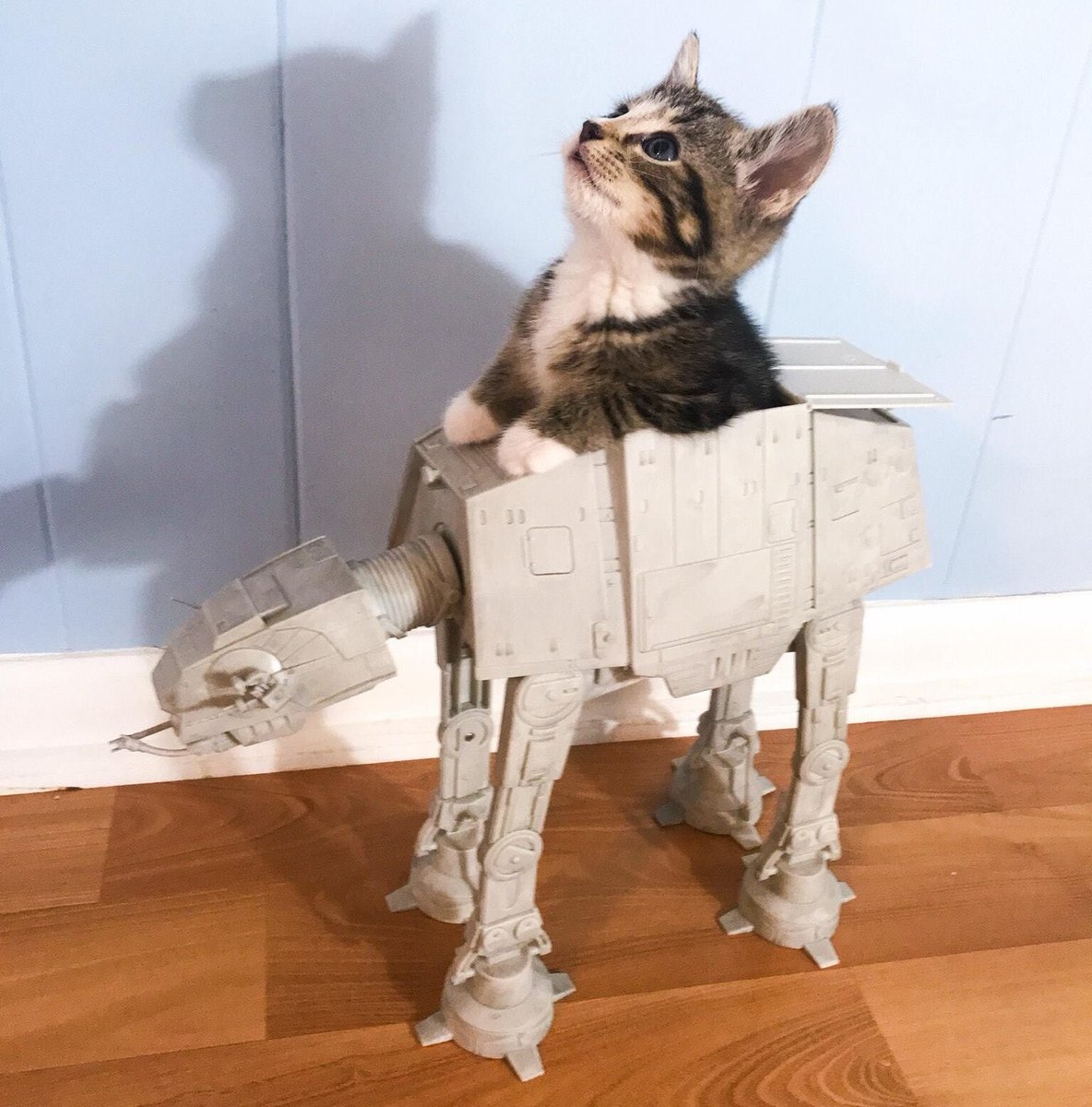 JediUnite's tweet photo. Cat-At Walker

#StarWars #Cat #ATAT #Cute #Cats #StarWarsFan #StarWarsNerd #InstaStarWars #JediJunkies https://t.co/ONOgYvVcEY