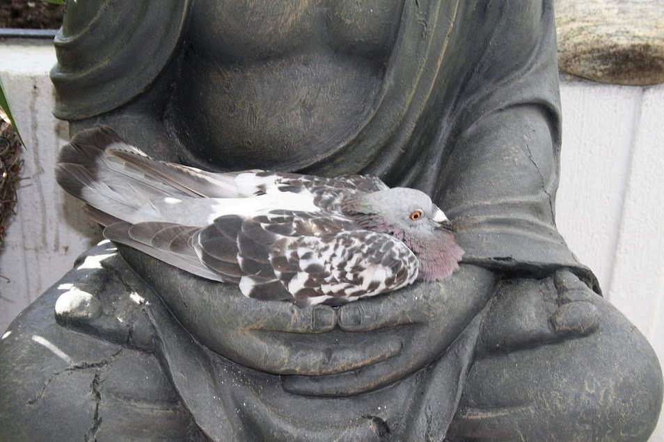 a_london_pigeon (@a_london_pigeon) on Twitter photo 