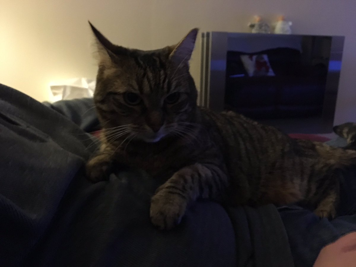 MeowKitKatMeow's tweet photo. Contemplating my next move.... #plotting https://t.co/Fts9JVv9cJ