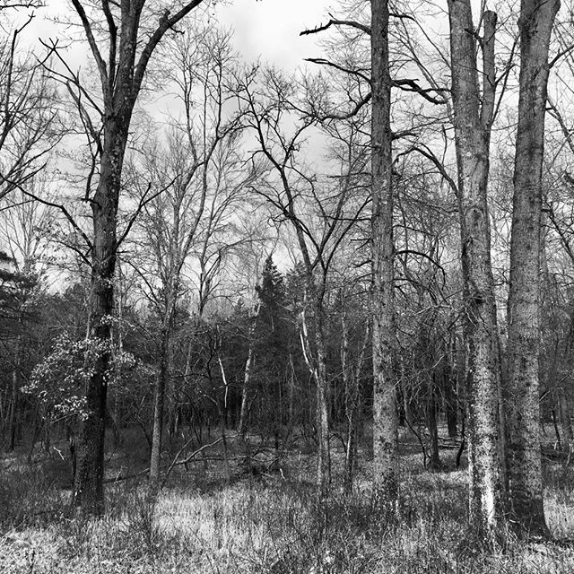 AlexisinNYC's tweet photo. #woods #Oldwick #landscape #monochrome #NJ https://t.co/Yvez4sSHY4 https://t.co/qNroXnTxYb
