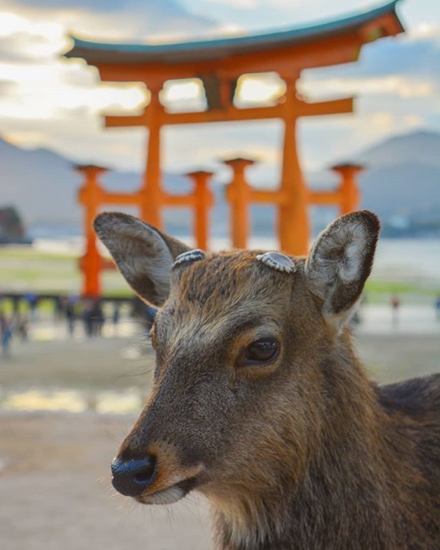 xaviermarchal_'s tweet photo. Miyajima, Japan 🇯🇵 It looks like this deer wanted to get photographed, right? Behind him, the floating torri of Miyajima. ❤️ #travelgram #temple #nature #deer #instatravel #travellife #travelstagram #iamtraveller #wearebackpackers #backpacking #backpacke… https://t.co/SM2EEib0lO https://t.co/Dy7goGpyvI