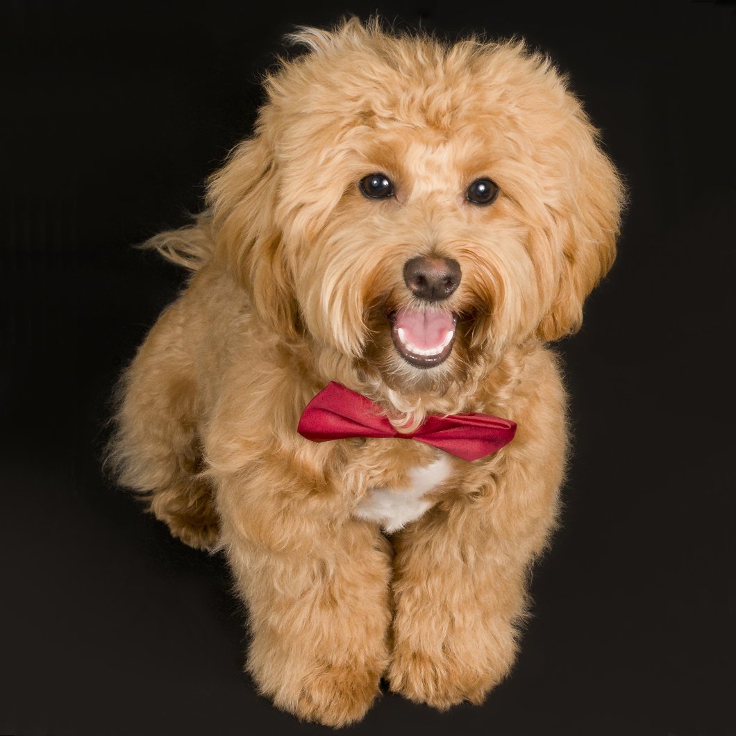 Lapdog Tweets (@lapdogtweets) on Twitter photo This little cutie is Crumpet...at just 4 months old he's learning how to sit & stay🐶We are now taking pet portrait bookings for 2019 so book yours today at dana@lapdogphotoproductions.co.uk #CutePuppies #dogfriendly #petphotographer #dogsoftwitter #doglovers <a href="/TheGoodDogGuide/">The Good Dog Guide</a> This little cutie is Crumpet...at just 4 months old he's learning how to sit & stay🐶We are now taking pet portrait bookings for 2019 so book yours today at dana@lapdogphotoproductions.co.uk #CutePuppies #dogfriendly #petphotographer #dogsoftwitter #doglovers <a href="/TheGoodDogGuide/">The Good Dog Guide</a>