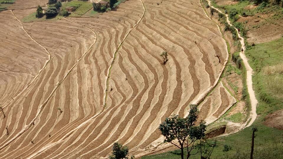 USAIDHingaWeze's tweet photo. Counting our 2018 first year gains to improve agriculture productivity and nutrition:
👉 200Ha of terraces constructed.
👉 30,000 farmers applied improved agriculture technologies or practices. 
👉2,500 kitchen gardens created.
👉80 MT (80,000 kg) of High Iron Beans harvested. https://t.co/1nQhCQpHtj