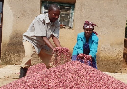 USAIDHingaWeze's tweet photo. Counting our 2018 first year gains to improve agriculture productivity and nutrition:
👉 200Ha of terraces constructed.
👉 30,000 farmers applied improved agriculture technologies or practices. 
👉2,500 kitchen gardens created.
👉80 MT (80,000 kg) of High Iron Beans harvested. https://t.co/1nQhCQpHtj