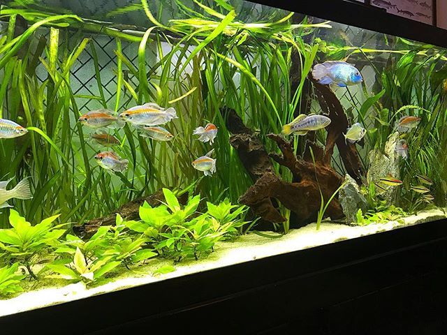 AquariumFan's tweet photo. Day filled with work, water changes, and taking Christmas lights down!
.
.
.
🎄
.
.
.
#plantedtank #aquascape #aquarium #freshwater #fishofinstagram #nature #instagram #instapic #betta #tetra #plantedaquarium #twitter #communitytank #iphone #iphone7pl… https://t.co/FtP0z9oe4l https://t.co/83rcqEtCjD