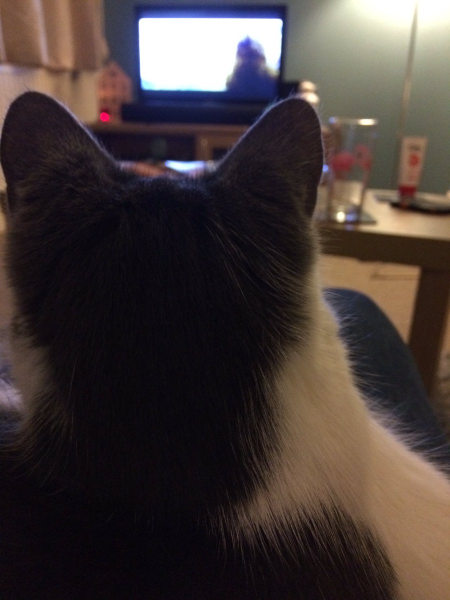 EvieFreddie's tweet photo. We’re very much enjoying #spyinthesnow #bbconechristmas especially the penguins 🐧 https://t.co/QxpXZdUXEy