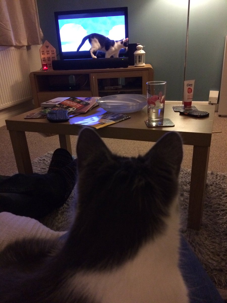 EvieFreddie's tweet photo. We’re very much enjoying #spyinthesnow #bbconechristmas especially the penguins 🐧 https://t.co/QxpXZdUXEy