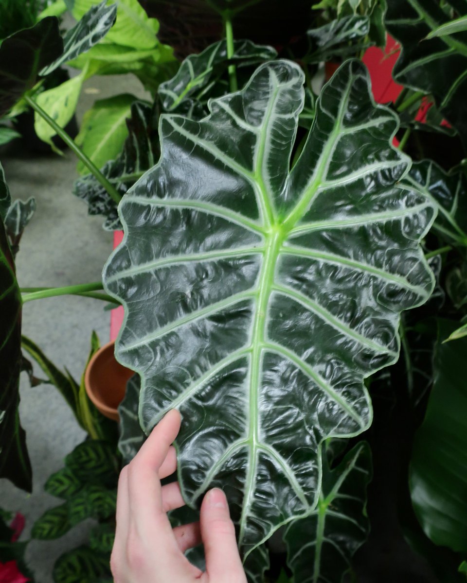 TheChelseaGC's tweet photo. My oh my, that's the most striking #AlocasiaPolly leaf we've ever seen.  PSST - Both of our stores are closed tomorrow &amp; New Years Day so our #houseplants have time to celebrate in style. https://t.co/QJsFK7E3YB