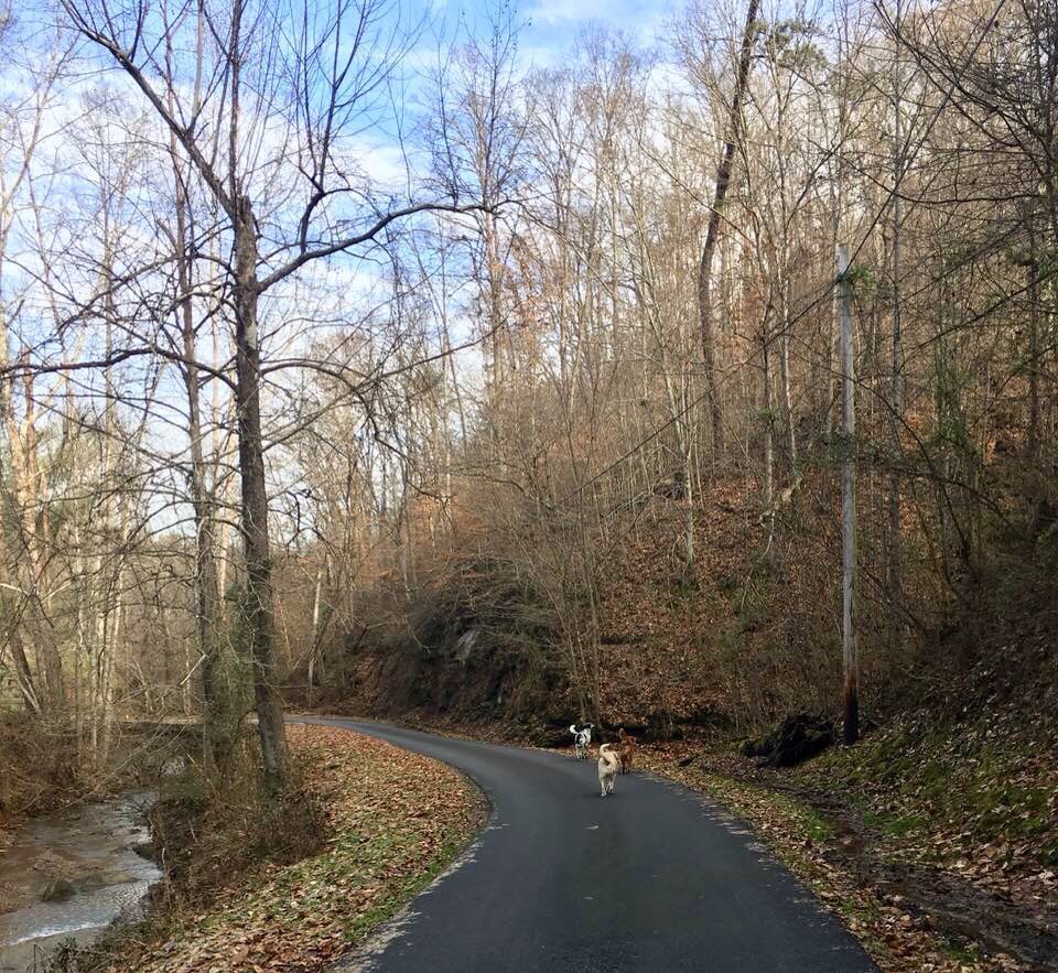 AppalachianInc's tweet photo. Just moseying along @MillBranch @JuliePaxton4 https://t.co/DjlXCuYZFC