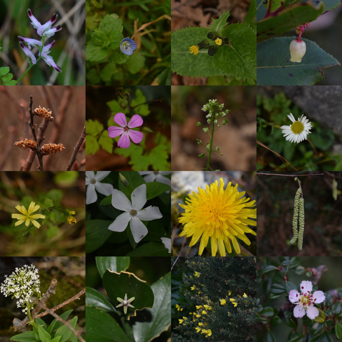 For #wildflowerhour a selection of today's botanical finds while out hunting for the #NewYearPlantHunt at Muckross KNP. It seemed a slow start, and we didn't think we'd match last year's tally (43)-  esp w/out eagle eyed @NimbosaEcology -but we did!   #BSBIKerry