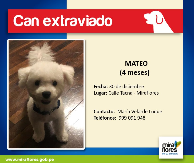 miraflores24h's tweet photo. #CanExtraviado Dale RT y Difunde por favor, ayudémoslo a Mateo volver a casa. https://t.co/V8qLKKkLpk