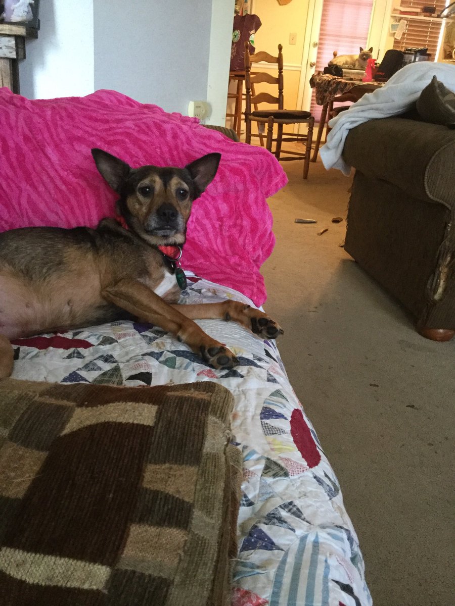 gnat65's tweet photo. Good girl Indigo is settling better. She is still nervous but loves to be softly talked to and petted. She needs an exceptional family that will keep her fur-ever. #AdoptDontShop #FosteringIsImportant @TNProverbs1210 https://t.co/62HCaazdIU