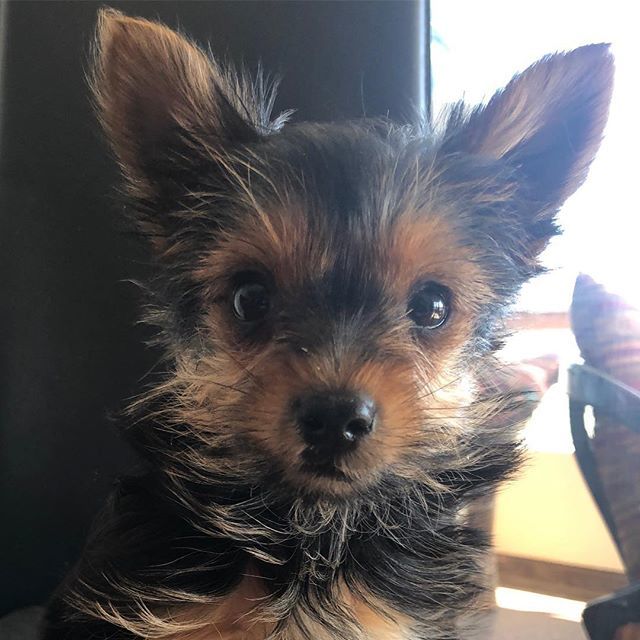 conidenham's tweet photo. Li mis rici dil mindi ❤️🌎⭐️🌈🦄🦋🐶
.
.
.
.
.
.
.
.
.
.
#nice #love #happy #hapiness #smile #dog #doggy #enjoy #instagram #instagood #instamood #igers #doglover #trendy #instapic #instalike #followforfollowback #follow #energy #santino https://t.co/ivvUCua3lq https://t.co/ZD34WD1ctX