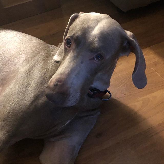 KellyDouglas's tweet image. Come on, mom. Does this look like the face that would do those things?? #hitchdidit #dogsgonewild #homealone #shame bit.ly/2BQ0Kkb