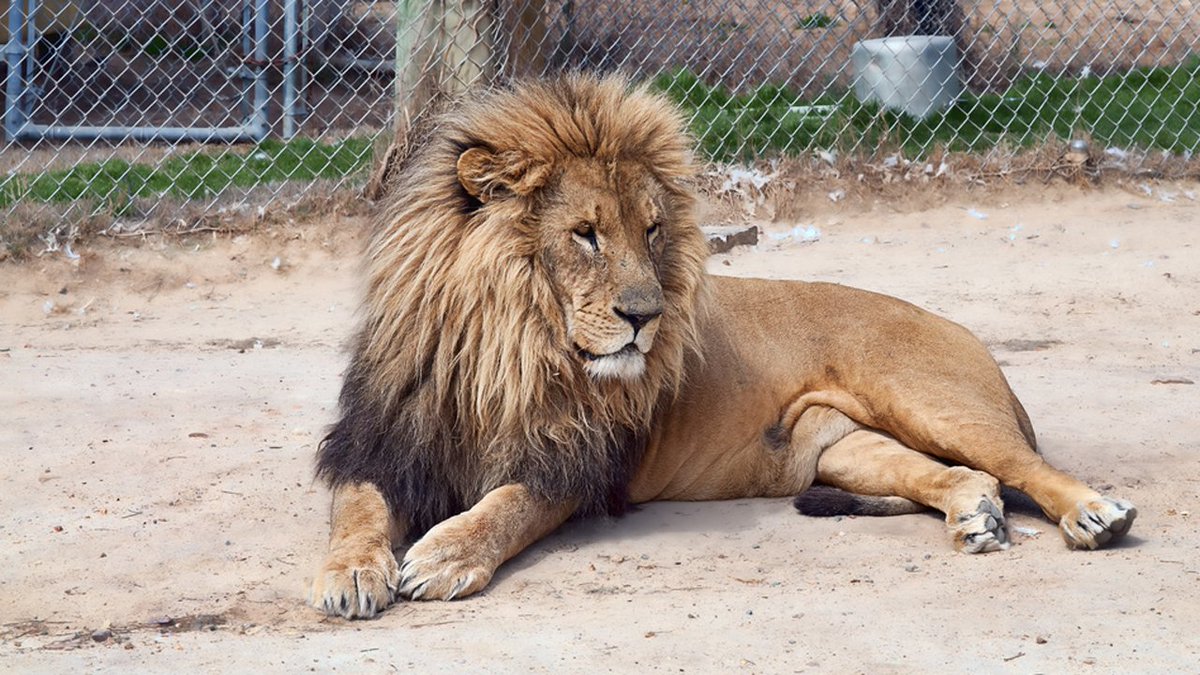 1 killed after lion escapes enclosure at animal center bit.ly/2BOTXHn https://t.co/hS8bTdanTY