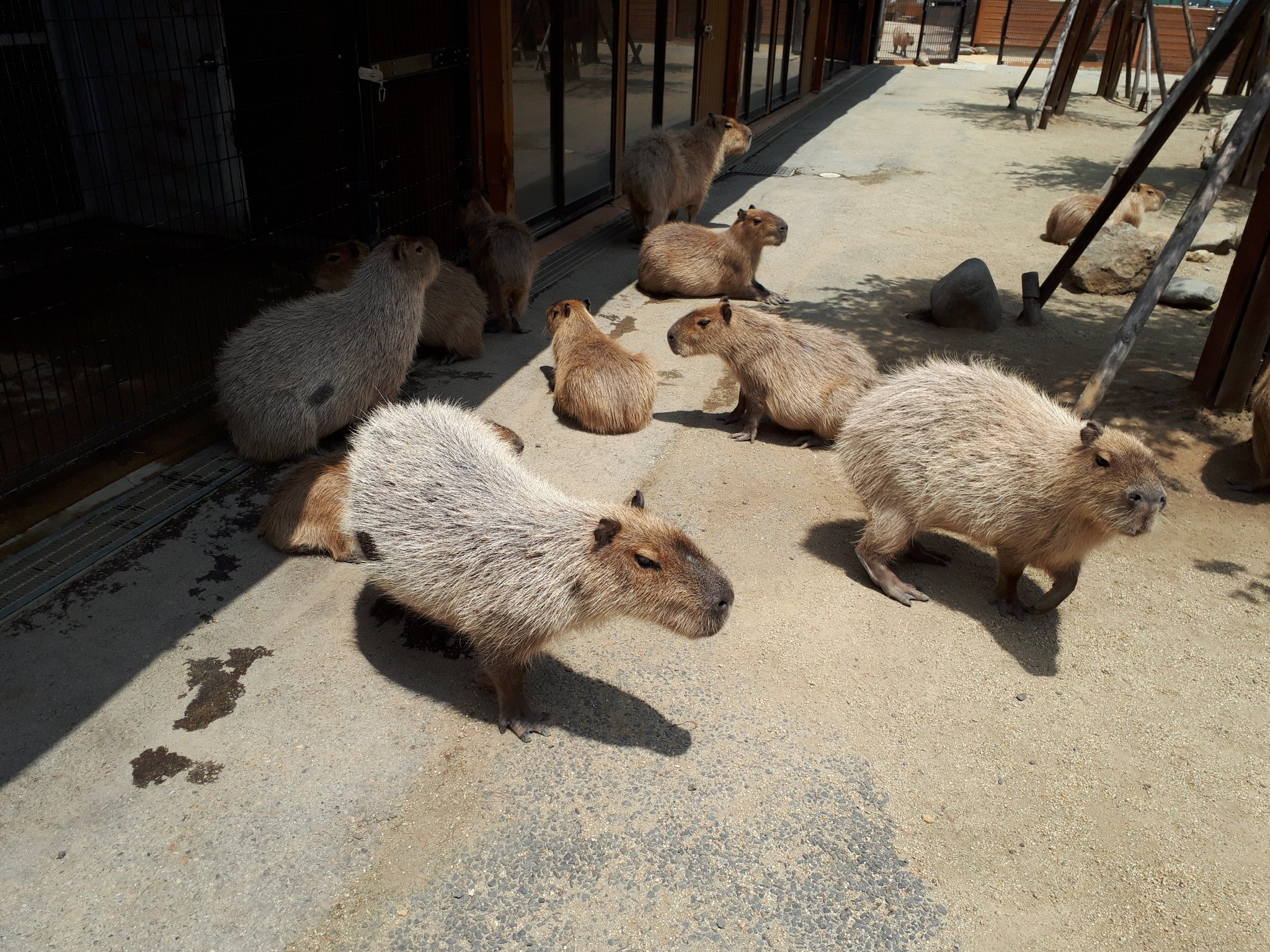 新潟市動物ふれあいセンター Twitter Search Twitter