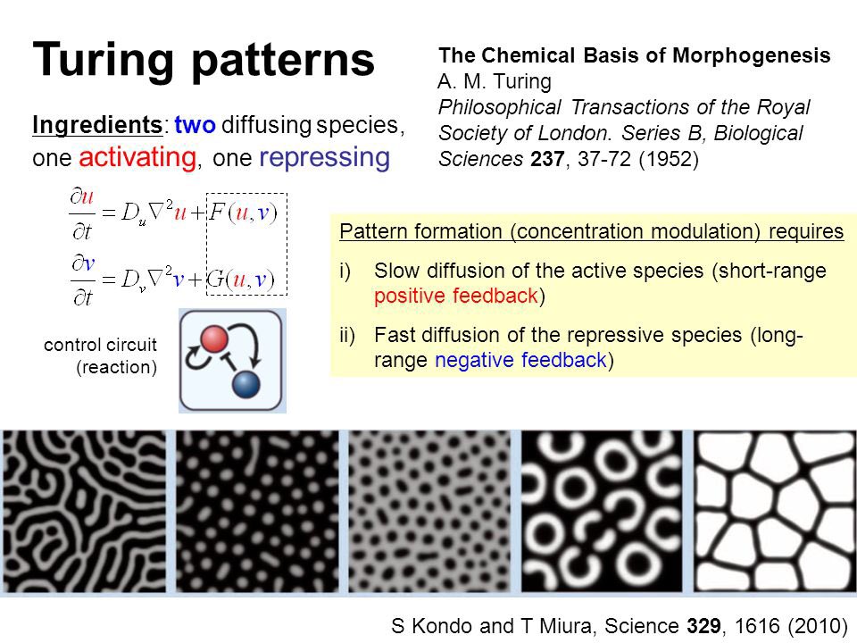 For zebra stripes he proposed two morphogens one that would turn cell color on, spread fast, grew autocatalyticly & triggered another that moved slower turned the cell color off. Like shrubs & deer (or maybe deer & wolves because they both can move.) it caused bands, & spots 9?/?