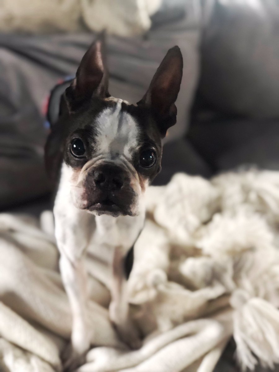 MuttsMatterResc's tweet photo. Dogs are notorious for hope. . . Every morning, in shelters all over America, thousands of dogs awaken to their last day with gladness in their hearts#adopt2019 https://t.co/NCcBnmokBd