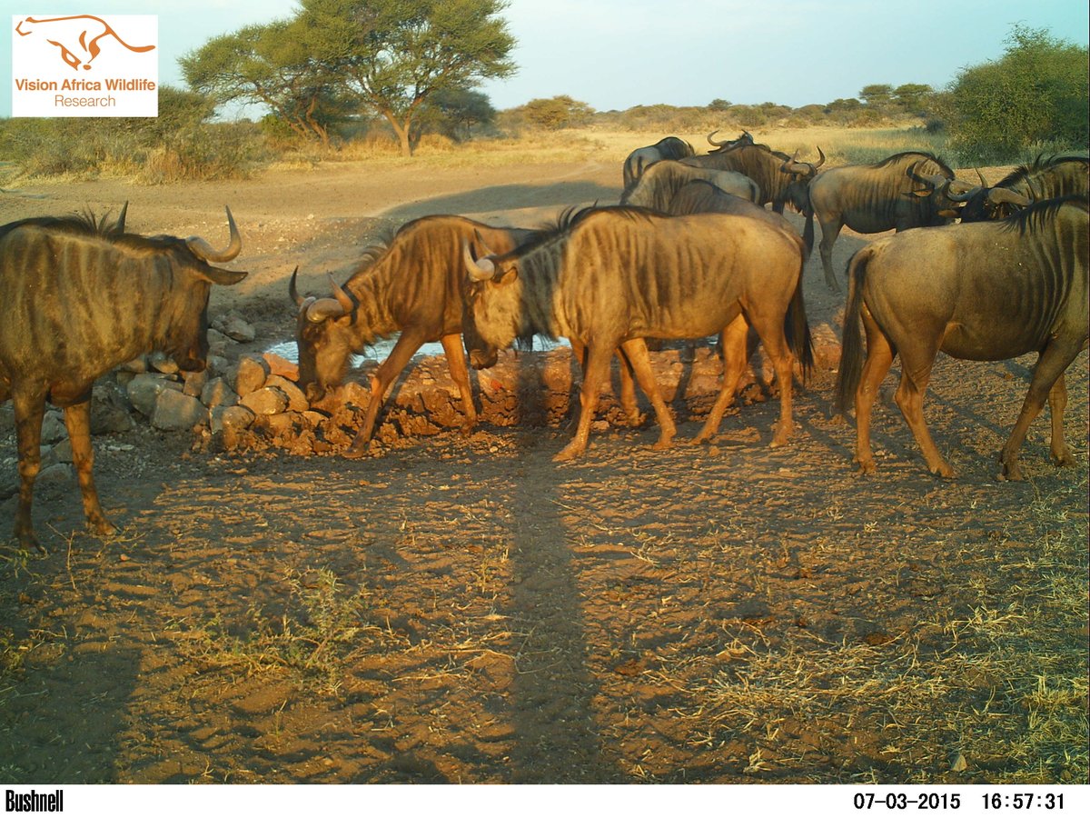 VAWresearch's tweet photo. #wildebeest #ConnochaetesTaurinus #bluewildebeest #commonwildebeest #gnu #cameratrap https://t.co/sMrYyfy3l3
