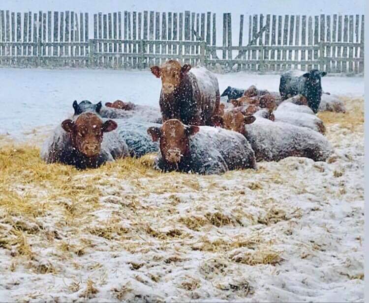 Happy New Year from Bar 3R Limousin <a href="/CDNLimousin/">Canadian Limousin</a> @limoworldmag