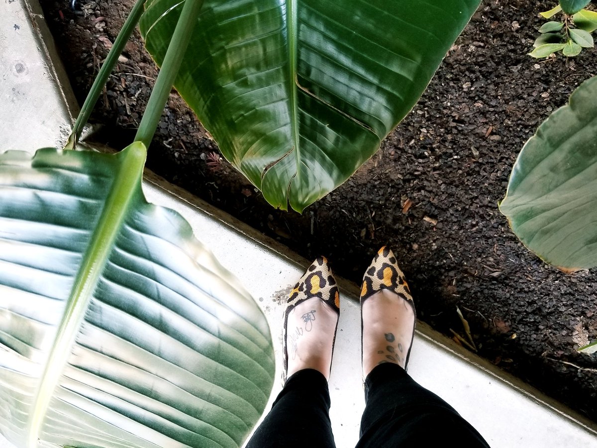 Maiden Voyage of the Big Cats 🐆 <a href="/rothys/">rothys</a> #rothysinthewild