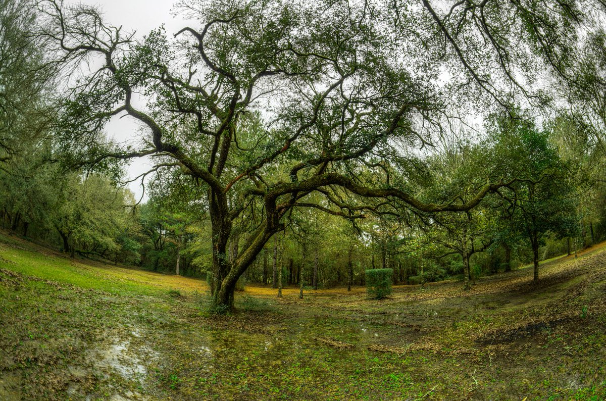 BeyondTheRain_'s tweet photo. - Rainy Trees -
Saturated oak trees, from an extreme wide angle. A beautifully unique perspective on a rainy gray afternoon in southeast Louisiana. 🌧🌳☁️💚
#louisiana
#stormhour
#thephotohour https://t.co/PadsPfDbzJ