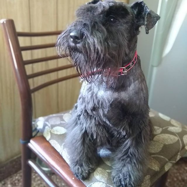 Mí bella hermosa el 30/12 cumpliste un año! Parece mentira mí Chimo Chimo, mí hermosa Simona! #schnauzer #schnauzerofinstagram #instadog #instapuppy bit.ly/2LExj9p