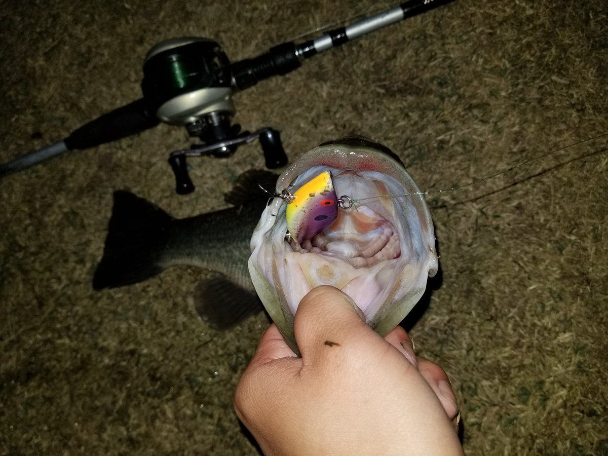 kelvinshiftz's tweet photo. Weapon of choice tonight was a lipless crankbait, fell for it again! She choked it weighing her at 2.11lb. ๐๐ฃโ
#bassfishing #fishing #largemouthbass #winter #coldfront #pondhop #gravefishers #angler #youtuber #subscribe #subforsub #sub4sub #fishing #mtb https://t.co/DwUYWeezMn