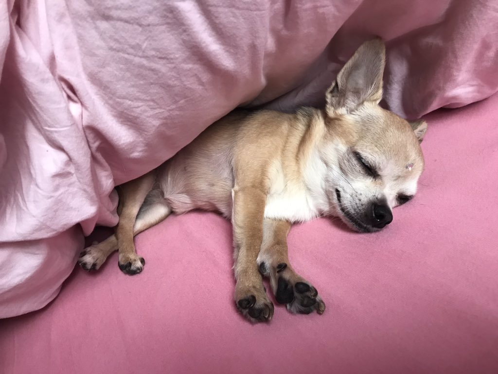 decibella's tweet photo. @mydogiscutest This is Wolfie, our extremely lazy sleeping beauty from Rotterdam, the Netherlands https://t.co/cGVrZa3Qqo