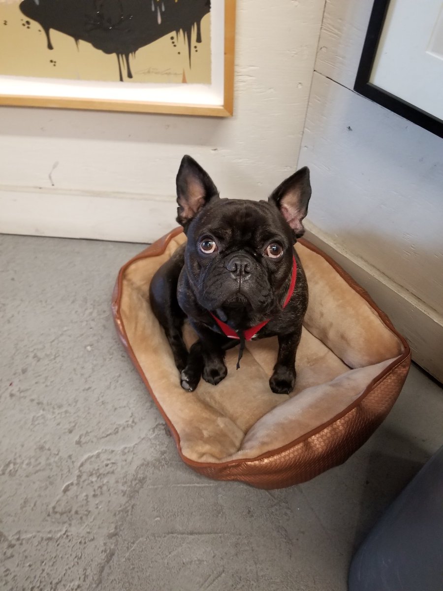 ModernMultiples's tweet photo. Our new puppy intern wishes you a safe weekend and New Years! #modernmultiples #art #puppy #sundayfunday #newyears #weekend https://t.co/QqvW7QoC4b