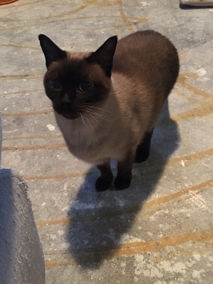 BremyCA's tweet photo. @myleftfang are all #Siamese helper and inspector cats? Remy seems to have something to say about every aspect of the flooring project #constructioncat https://t.co/PhoWWN0MrA