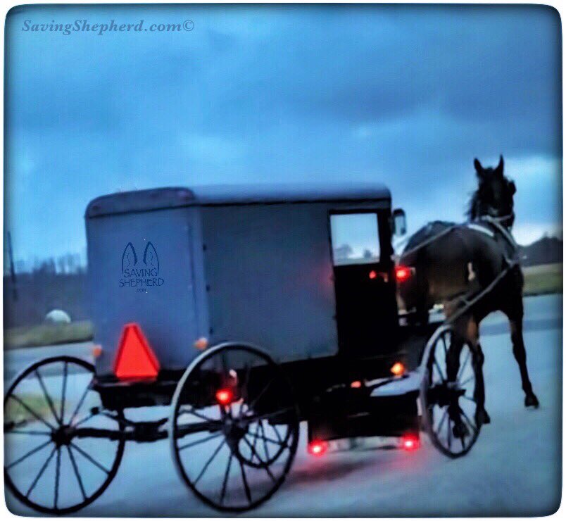 SavingShepherd's tweet photo. Today's Truth ...
“It is better to suffer wrong than to commit wrong.“ #Amish #proverb
🤗
#character #kindness #quoteoftheday #savingshepherd #simole #country #life #photooftheday #horse #light #goldenrule #bekind #quote #simplify #happiness #visitpa #photo #travel #Pennsylvania https://t.co/fKZukT6XO0