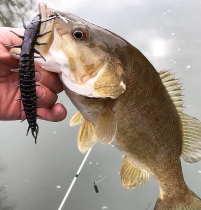 Tackle HD on X: The HD Hellgrammite on a drop shot did the trick for Bryan  Bock today! Lots of ways to rig this bait! #TackleHD #HDHellgrammite  #DropShot #Ozarks #RiverSmallie #SmallmouthBass #BassFishing #