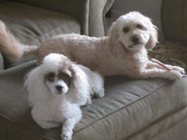 lhasa apso toy poodle