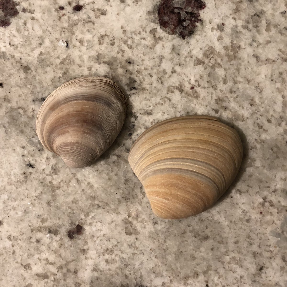 TakeABookAlong's tweet image. Dear @silverpebble, I would be moping my way through a family trip to North Carolina if it weren’t for your book, #MakingWinter. Instead, I’m finding peace in beach-combing.