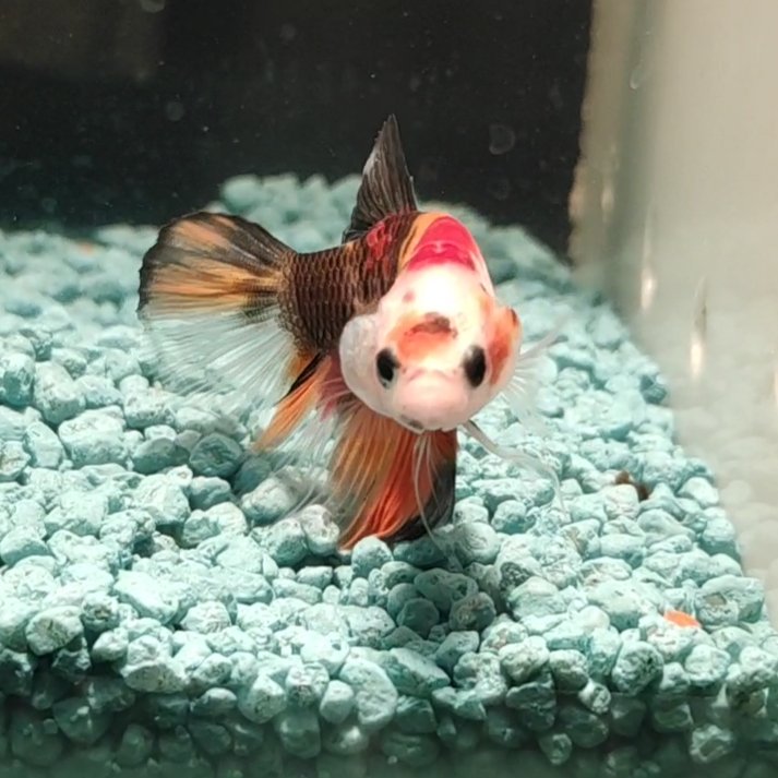 BettaVlc's tweet photo. Mi bebé ❤️ #bettafish #bettavlc #bettalove #bettalive #bettapasion #bettahobby #bettalover #bettaorangeandred #bettafish #bettababy #bettacandykoi https://t.co/EKqPstGc8z