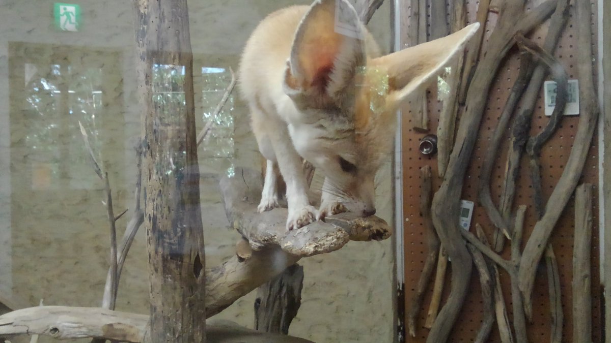 カズデン フェネク 久しぶりのバイオパーク面白かった