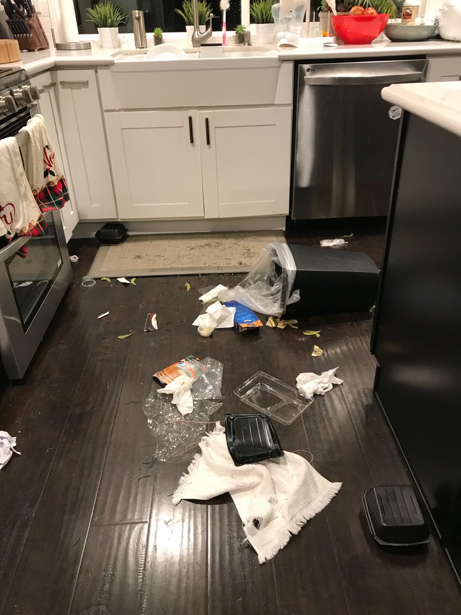 DaisyDawgBoxer's tweet photo. Guilty for going into trash, I had to hide! #ShamingDaisy https://t.co/6osTYBfHDT