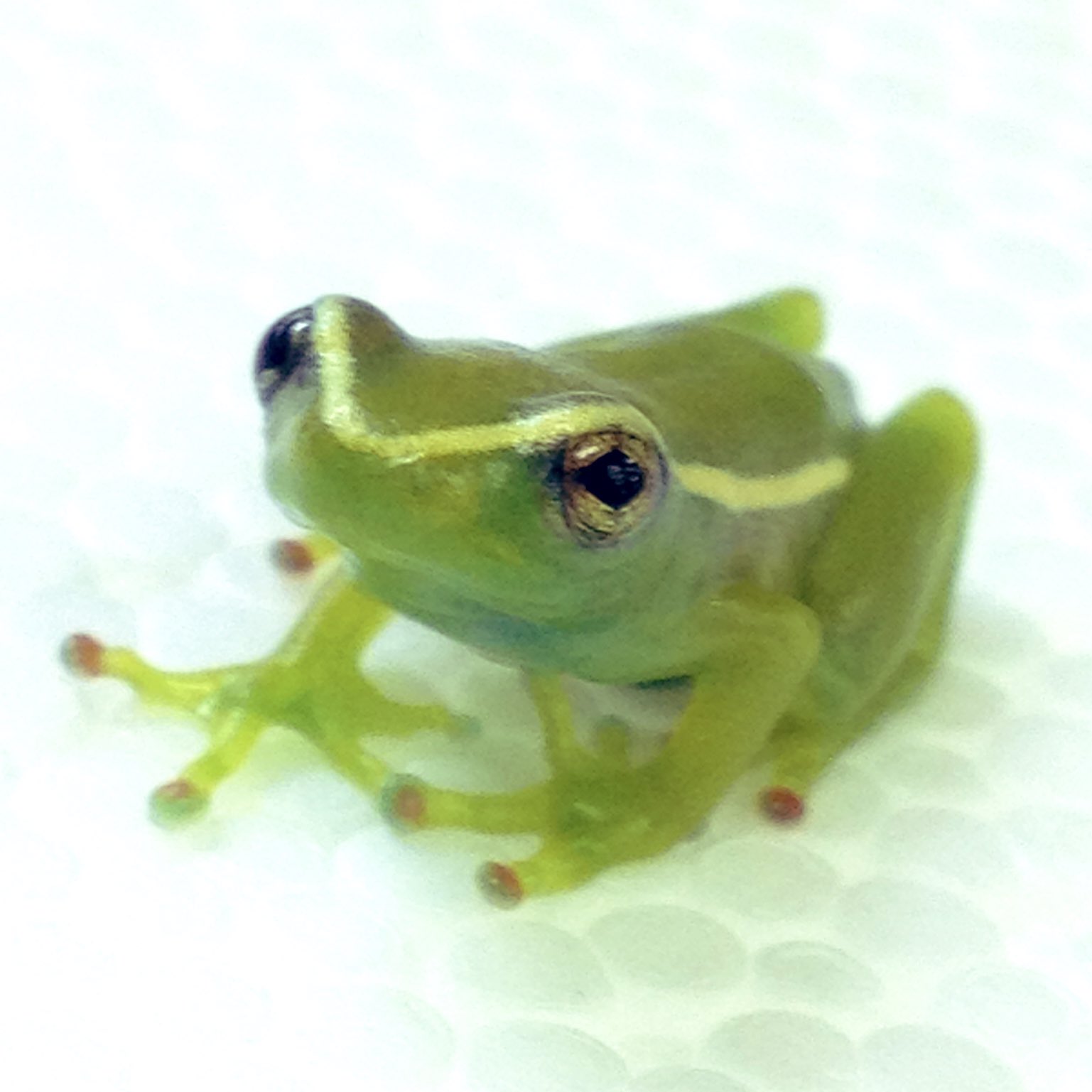 あるごん 🐸 Argon on X: 