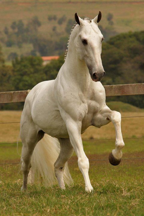 #horsetraining #horsegifts #horsegalloping #horsebreed #horsevacationcolorado #horseradishcream