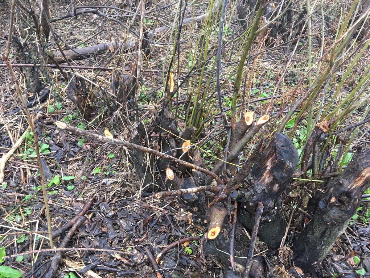 neil_dunning's tweet photo. #Willows cropped and cropped again by beavers near #WilkesDam. Not sure where the lodge or burrow is, but there sure won't be any beaver dams built at this location! Day 364 of #365Trees #BrantBrantfordTrees #GrandRiver https://t.co/50MPyRO8bL