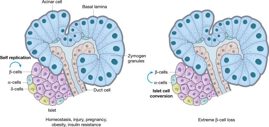 manuelmuro5's tweet photo. Regeneración de Tejidos | Generación y trasplante de nuevas Celulas Beta procedentes de celulas madres pluripotentes | Páncreas endocrino | Dougmelton- @harvardstemcell @nature https://t.co/cX0F2zbOz2 | #2018_ReCap_May https://t.co/wGCLR040dB
